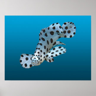 Young Grouper - Gradient blue background |  Poster