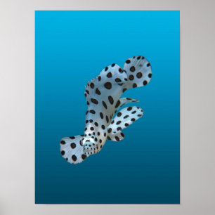 Young Grouper - Gradient blue background    Poster