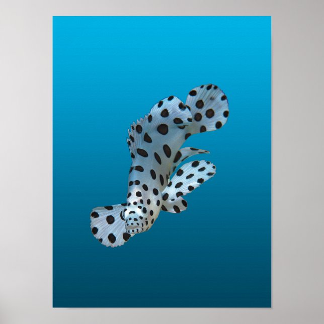 Young Grouper - Gradient blue background |  Poster (Front)