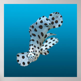 Young Grouper - Gradient blue background |  Poster