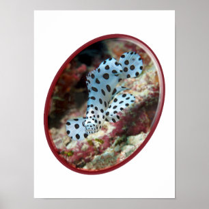 Young Grouper - Oval Photographic Design of Fish Poster