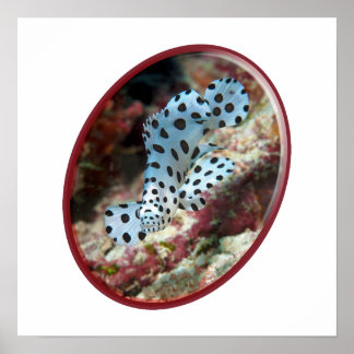 Young Grouper - Oval Photographic Design of Fish | Poster