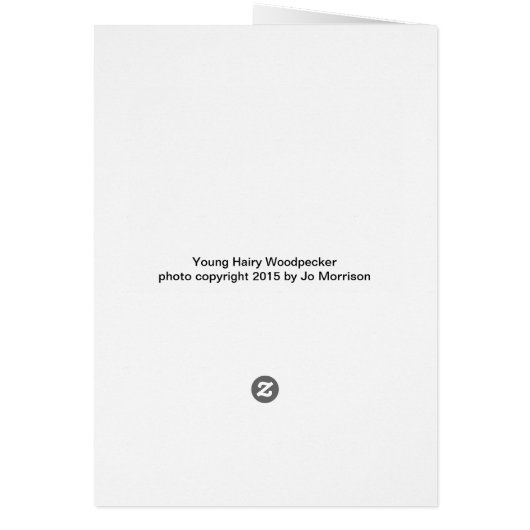 Young Hairy Woodpecker (Back)