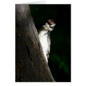Young Hairy Woodpecker (Front)
