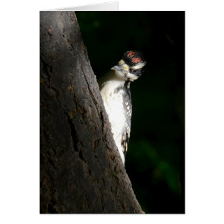 Young Hairy Woodpecker Cards