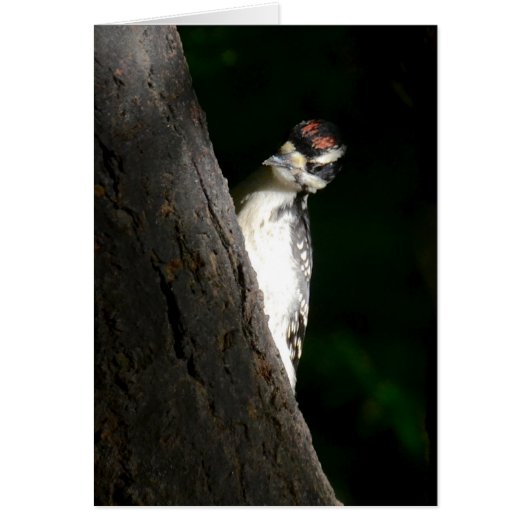 Young Hairy Woodpecker Cards (Front)