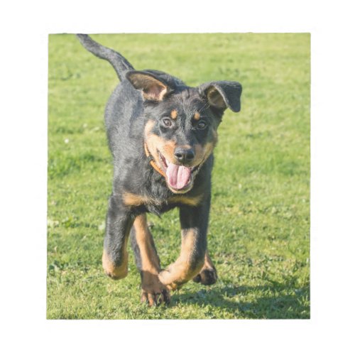 Young happy Beauceron sheepdog running in the gras Notepad