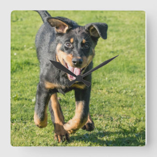 Young happy Beauceron sheepdog running in the gras Square Wall Clock