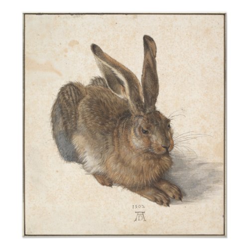 Young Hare by Albrecht Durer Photo Print