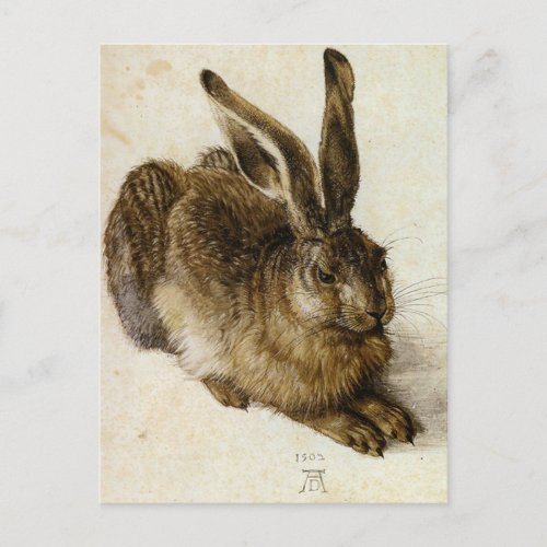 Young Hare by Albrecht Drer Postcard