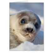 Young Harp Seal (Front)