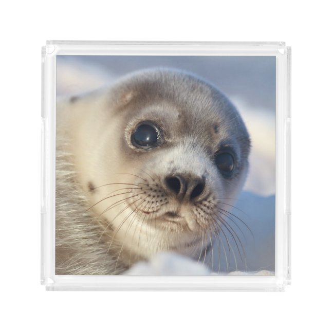 Young Harp Seal Acrylic Tray (Front)