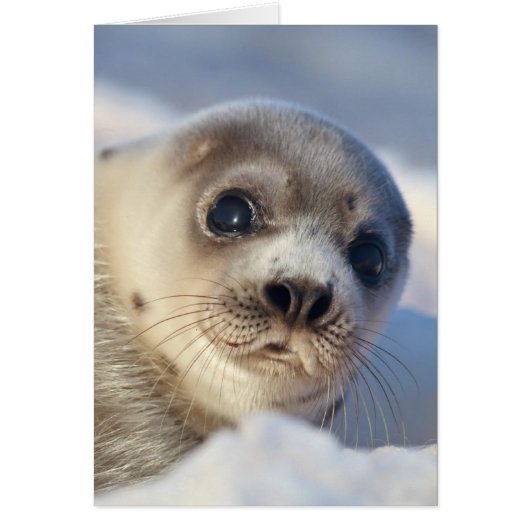 Young Harp Seal Cards (Front)