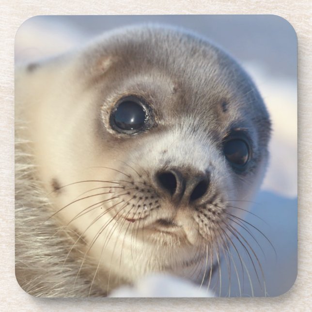 Young Harp Seal Coaster (Front)
