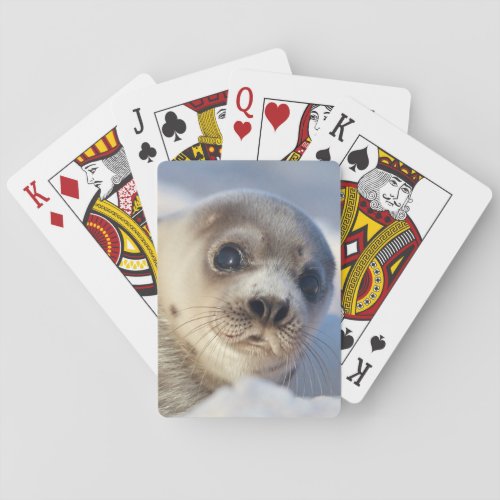 Young Harp Seal Playing Cards