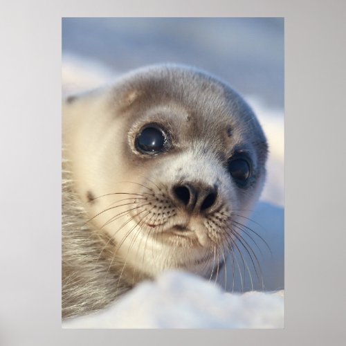 Young Harp Seal Poster
