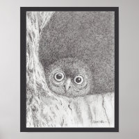Young Hawk Owl Print