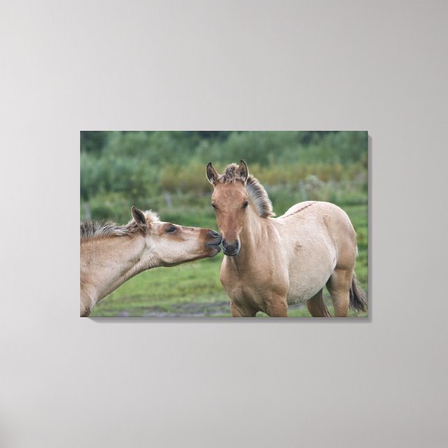 Young Henson horses encountering each other Canvas Print (Front)