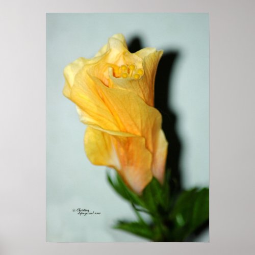 Young Hibiscus Flower Poster