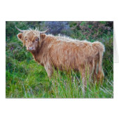 Young Highland Cow Card (Front Horizontal)