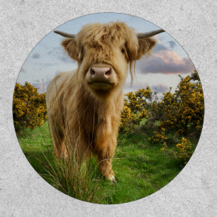 Young Highland Cow Patch