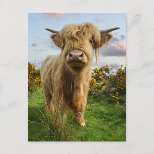 Young Highland Cow Postcard