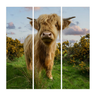 Young Highland Cow Triptych