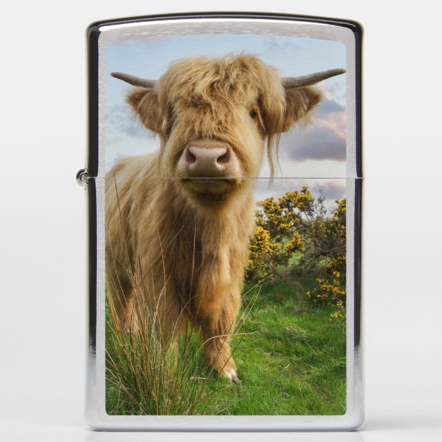 Young Highland Cow Zippo Lighter (Front)