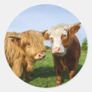 Young Highland Cows Classic Round Sticker