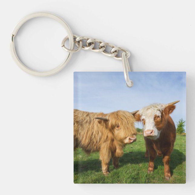 Young Highland Cows Keychain (Front)