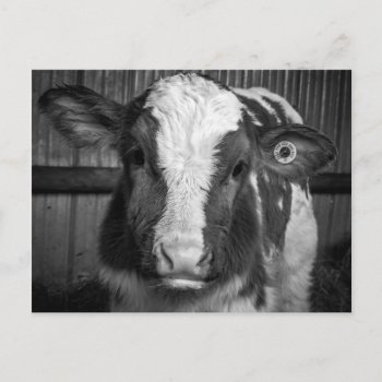 Young Holstein Dairy Bull Calf In Black And White Postcard by CountryCorner at Zazzle