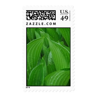 Young Hostas with Raindrops Postage