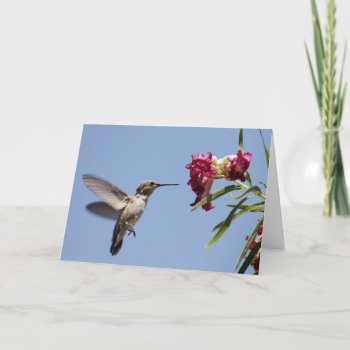 Young Hummer Greeting Card by poozybear at Zazzle