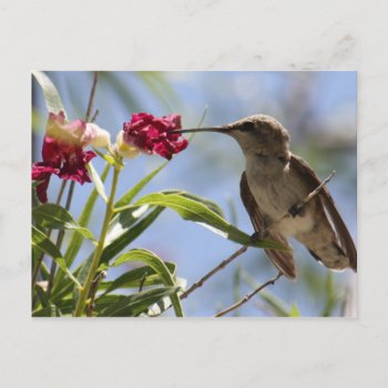 Young Hummer Postcard by poozybear at Zazzle