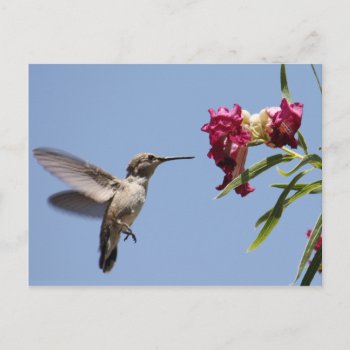 Young Hummingbird Postcard by poozybear at Zazzle