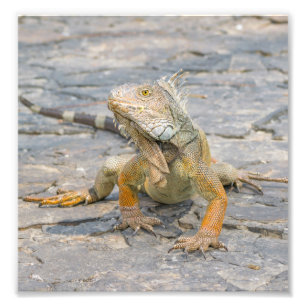 Young Iguana Photo Print
