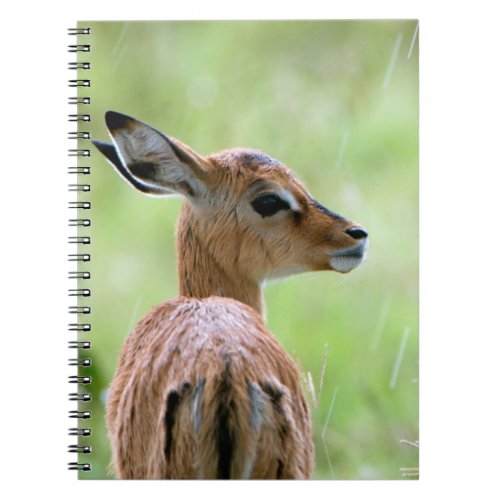 Young Impala Aepyceros Melampus Foal Portrait Notebook