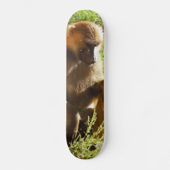 Young Juvenile Baboon Sitting and Looking Down Skateboard Deck (Front)
