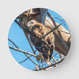 Young Juvenile Hawk Wildlife Clock Nature Print