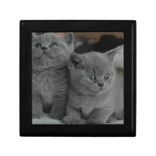 young kitten pet purr meow kitty cute cat jewelry box
