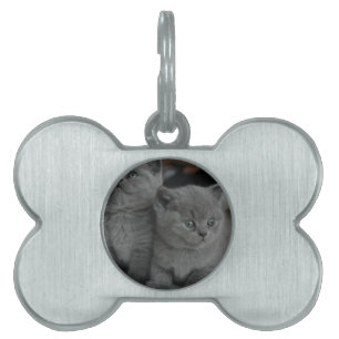 young kitten pet purr meow kitty cute cat name tag