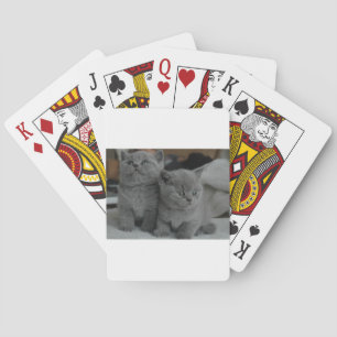 young kitten pet purr meow kitty cute cat poker cards