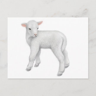 Young Lamb Postcard
