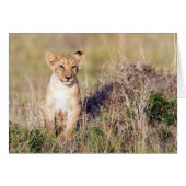 Young lion (Front Horizontal)