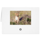 Young lion (Back Horizontal)