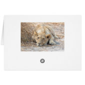 Young lion (Back Horizontal)