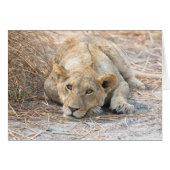 Young lion (Front Horizontal)