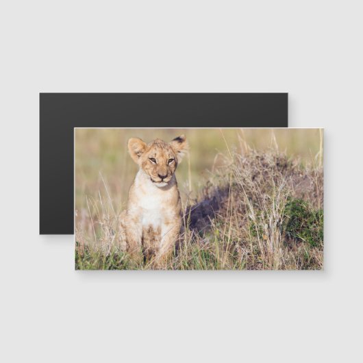 Young lion (Front/Back)