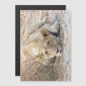 Young lion (Front/Back)