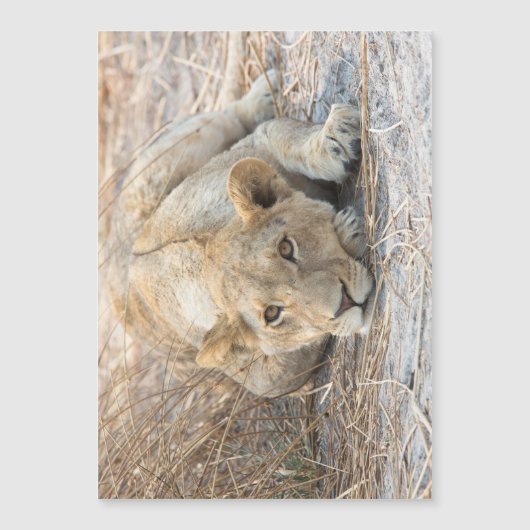 Young lion (Front)